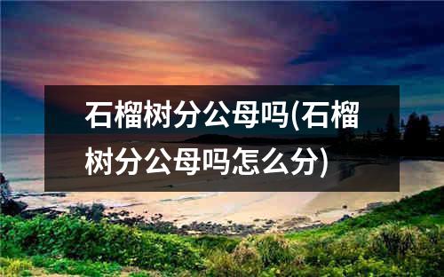 石榴树分公母吗(石榴树分公母吗怎么分)