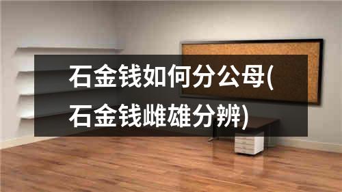 石金钱如何分公母(石金钱雌雄分辨)