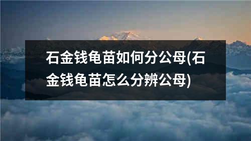 石金钱龟苗如何分公母(石金钱龟苗怎么分辨公母)