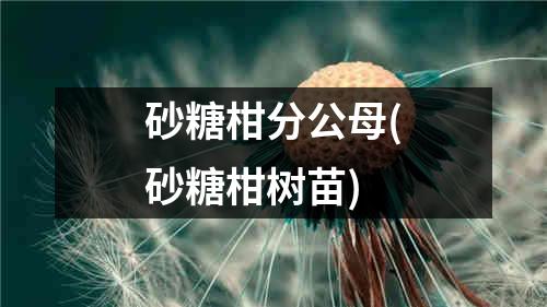 砂糖柑分公母(砂糖柑树苗)