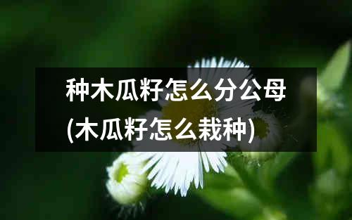 种木瓜籽怎么分公母(木瓜籽怎么栽种)