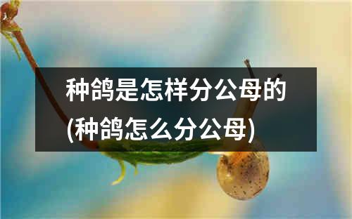 种鸽是怎样分公母的(种鸽怎么分公母)