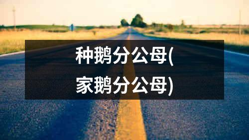 种鹅分公母(家鹅分公母)