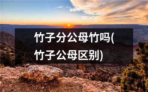 竹子分公母竹吗(竹子公母区别)