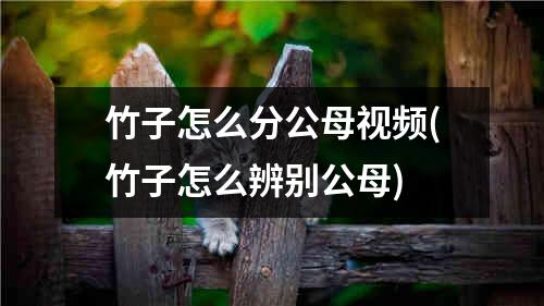 竹子怎么分公母视频(竹子怎么辨别公母)