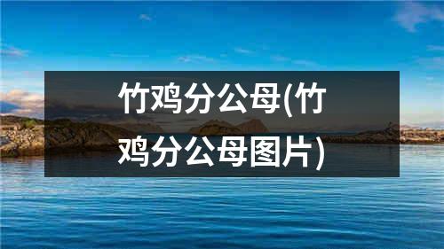 竹鸡分公母(竹鸡分公母图片)