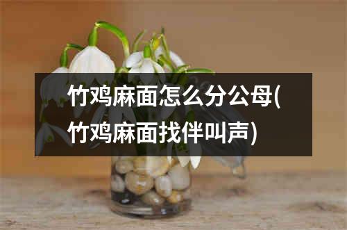 竹鸡麻面怎么分公母(竹鸡麻面找伴叫声)