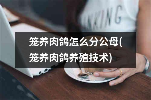 笼养肉鸽怎么分公母(笼养肉鸽养殖技术)