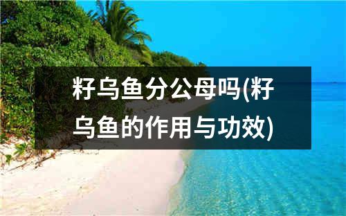 籽乌鱼分公母吗(籽乌鱼的作用与功效)