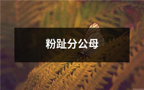 粉趾分公母