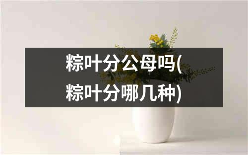 粽叶分公母吗(粽叶分哪几种)