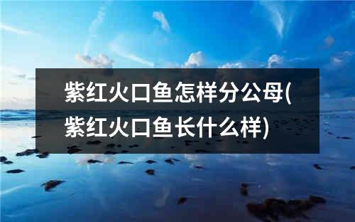 紫红火口鱼怎样分公母(紫红火口鱼长什么样)