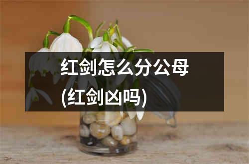 红剑怎么分公母(红剑凶吗)