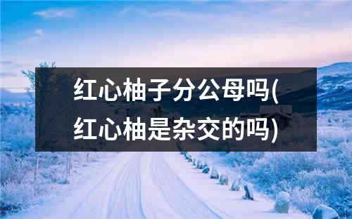 红心柚子分公母吗(红心柚是杂交的吗)