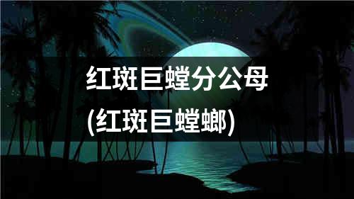 红斑巨螳分公母(红斑巨螳螂)