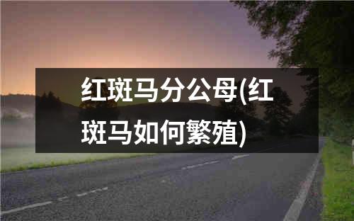 红斑马分公母(红斑马如何繁殖)