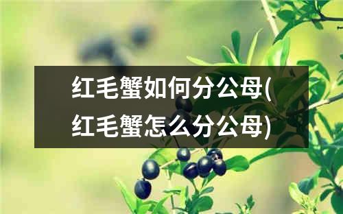 红毛蟹如何分公母(红毛蟹怎么分公母)