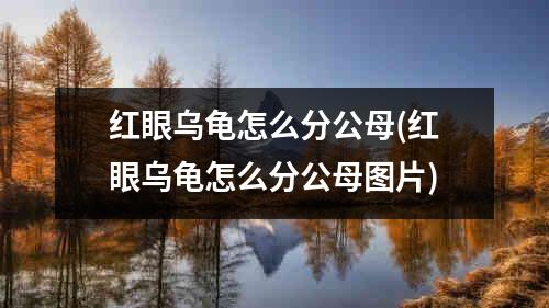 红眼乌龟怎么分公母(红眼乌龟怎么分公母图片)