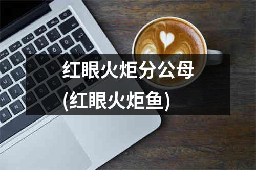 红眼火炬分公母(红眼火炬鱼)