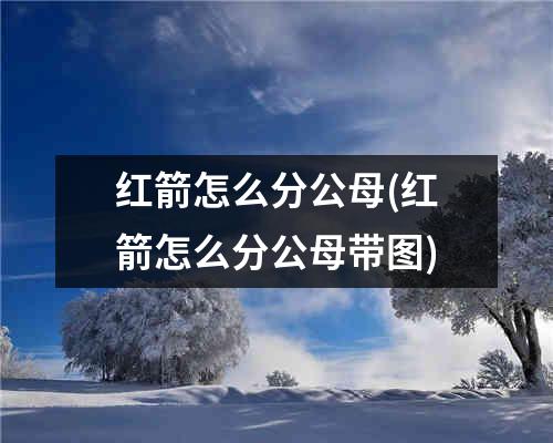 红箭怎么分公母(红箭怎么分公母带图)