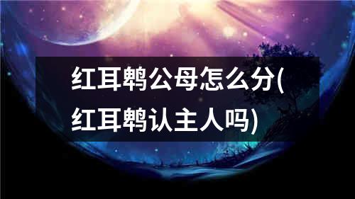 红耳鹎公母怎么分(红耳鹎认主人吗)