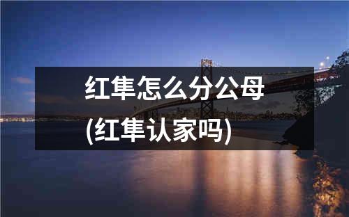 红隼怎么分公母(红隼认家吗)