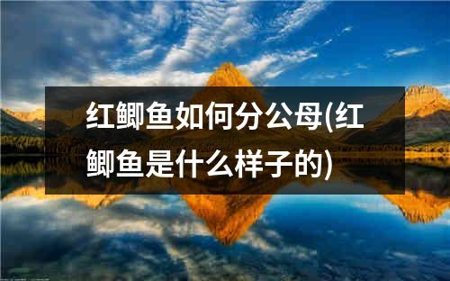 红鲫鱼如何分公母(红鲫鱼是什么样子的)