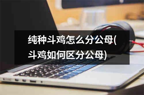 纯种斗鸡怎么分公母(斗鸡如何区分公母)