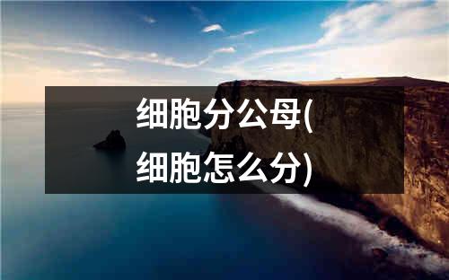 细胞分公母(细胞怎么分)