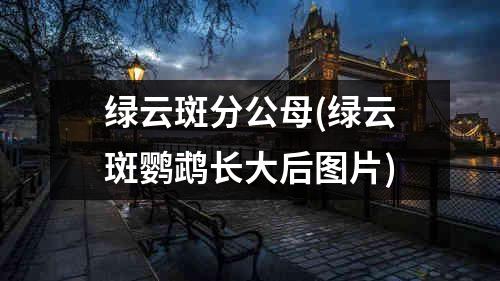 绿云斑分公母(绿云斑鹦鹉长大后图片)