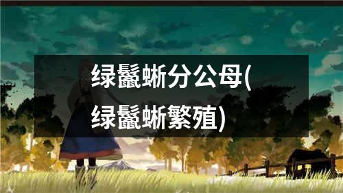 绿鬣蜥分公母(绿鬣蜥繁殖)