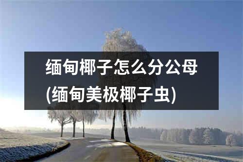 缅甸椰子怎么分公母(缅甸美极椰子虫)