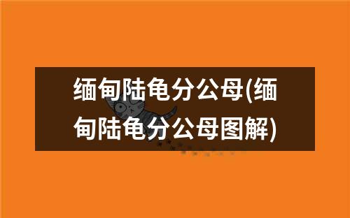 缅甸陆龟分公母(缅甸陆龟分公母图解)