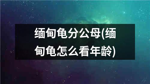 缅甸龟分公母(缅甸龟怎么看年龄)