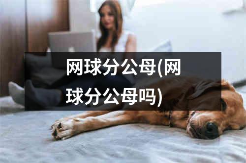 网球分公母(网球分公母吗)