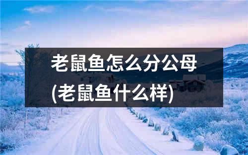 老鼠鱼怎么分公母(老鼠鱼什么样)