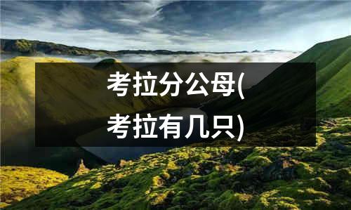 考拉分公母(考拉有几只)