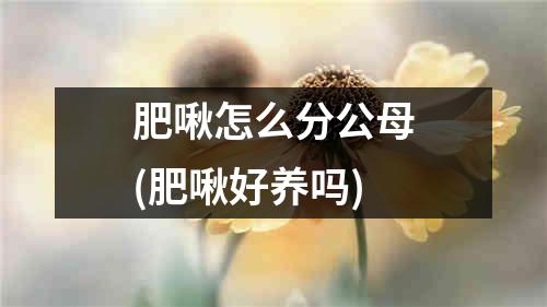 肥啾怎么分公母(肥啾好养吗)