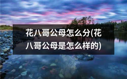 花八哥公母怎么分(花八哥公母是怎么样的)