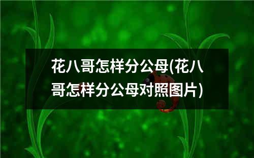 花八哥怎样分公母(花八哥怎样分公母对照图片)