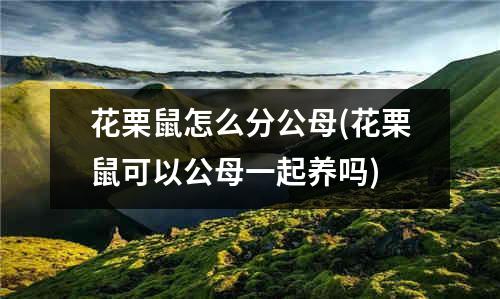 花栗鼠怎么分公母(花栗鼠可以公母一起养吗)