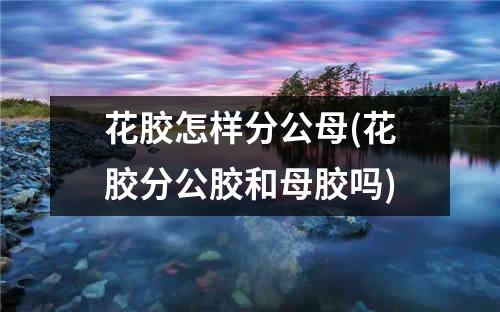 花胶怎样分公母(花胶分公胶和母胶吗)