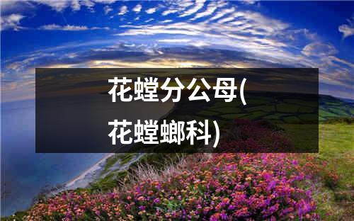 花螳分公母(花螳螂科)