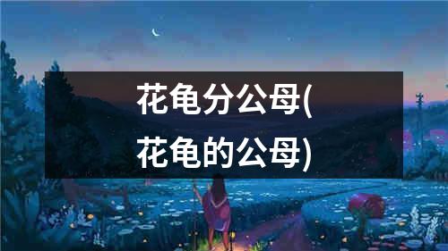 花龟分公母(花龟的公母)