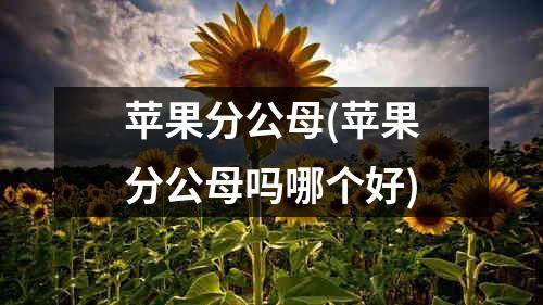 苹果分公母(苹果分公母吗哪个好)