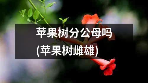 苹果树分公母吗(苹果树雌雄)