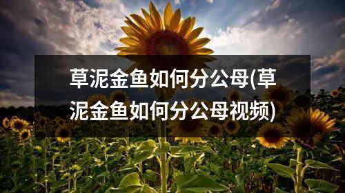 草泥金鱼如何分公母(草泥金鱼如何分公母视频)