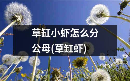 草缸小虾怎么分公母(草缸虾)