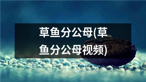 草鱼分公母(草鱼分公母视频)