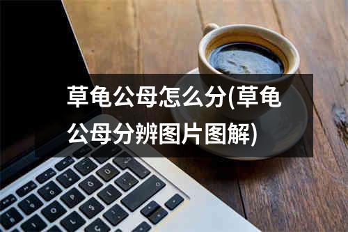 草龟公母怎么分(草龟公母分辨图片图解)